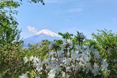 ツツジと富士